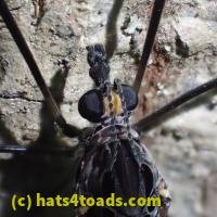 /home//u458753944/public_html/sourcegallery////////////Insects and small critters/flies (Diptera)/P7070260.JPG